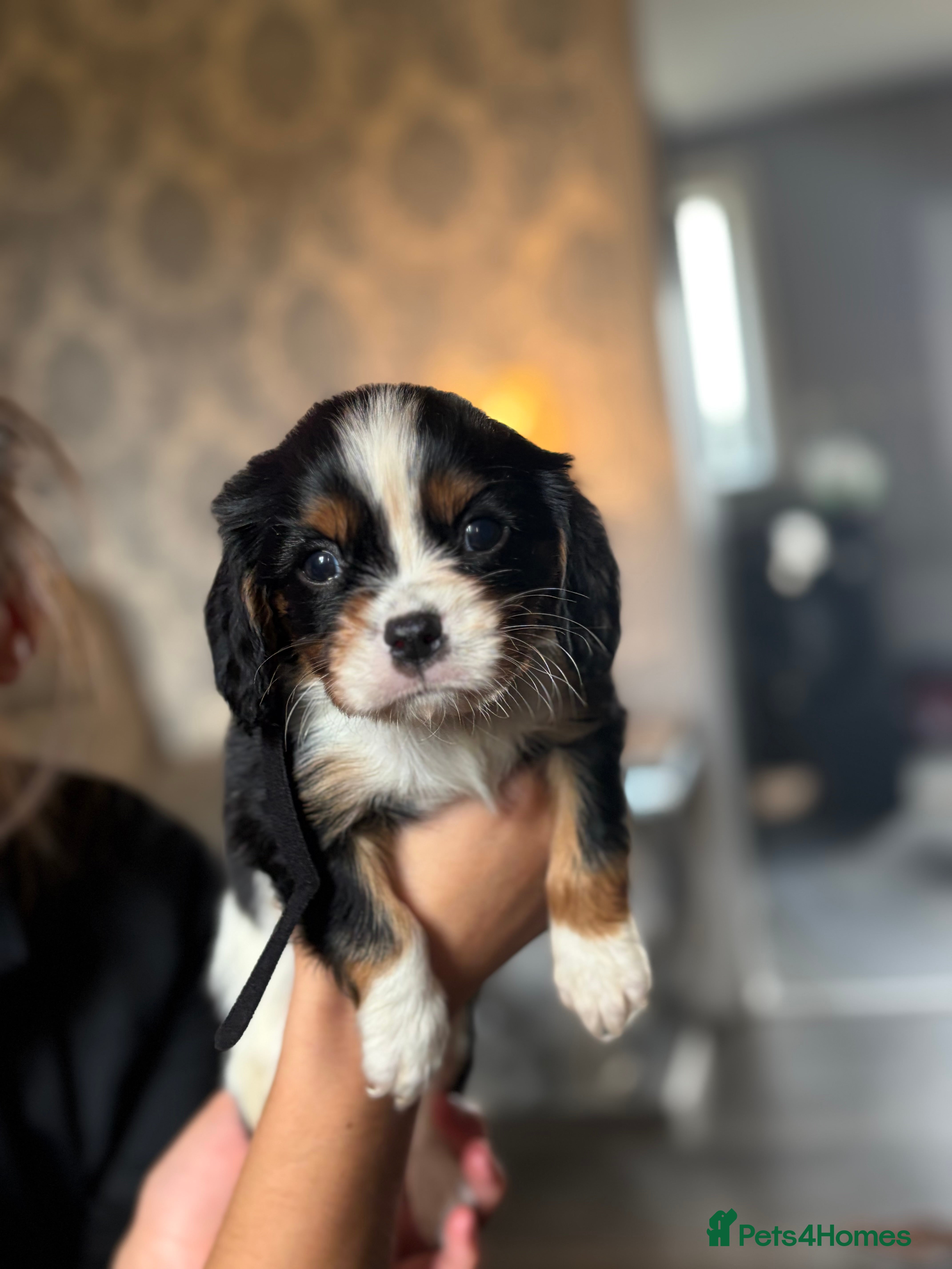 Cavalier King Charles Spaniel dogs KC registered King Charles cavaliers  - Advert 2