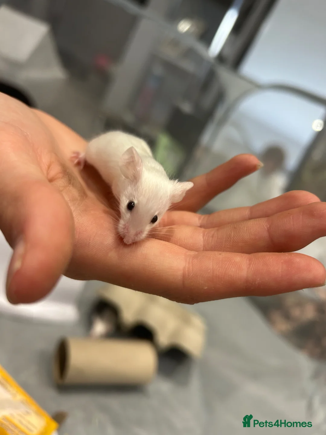 Mouse rodents for sale: 2 male white mice  - Advert 2