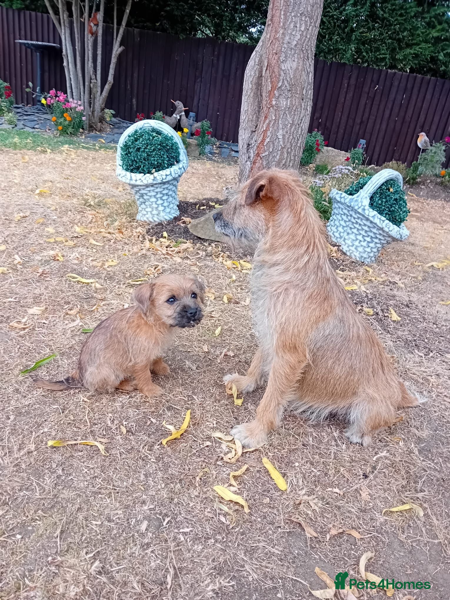 Border Terrier dogs Beautiful Border Terrier Puppies  - Advert 5