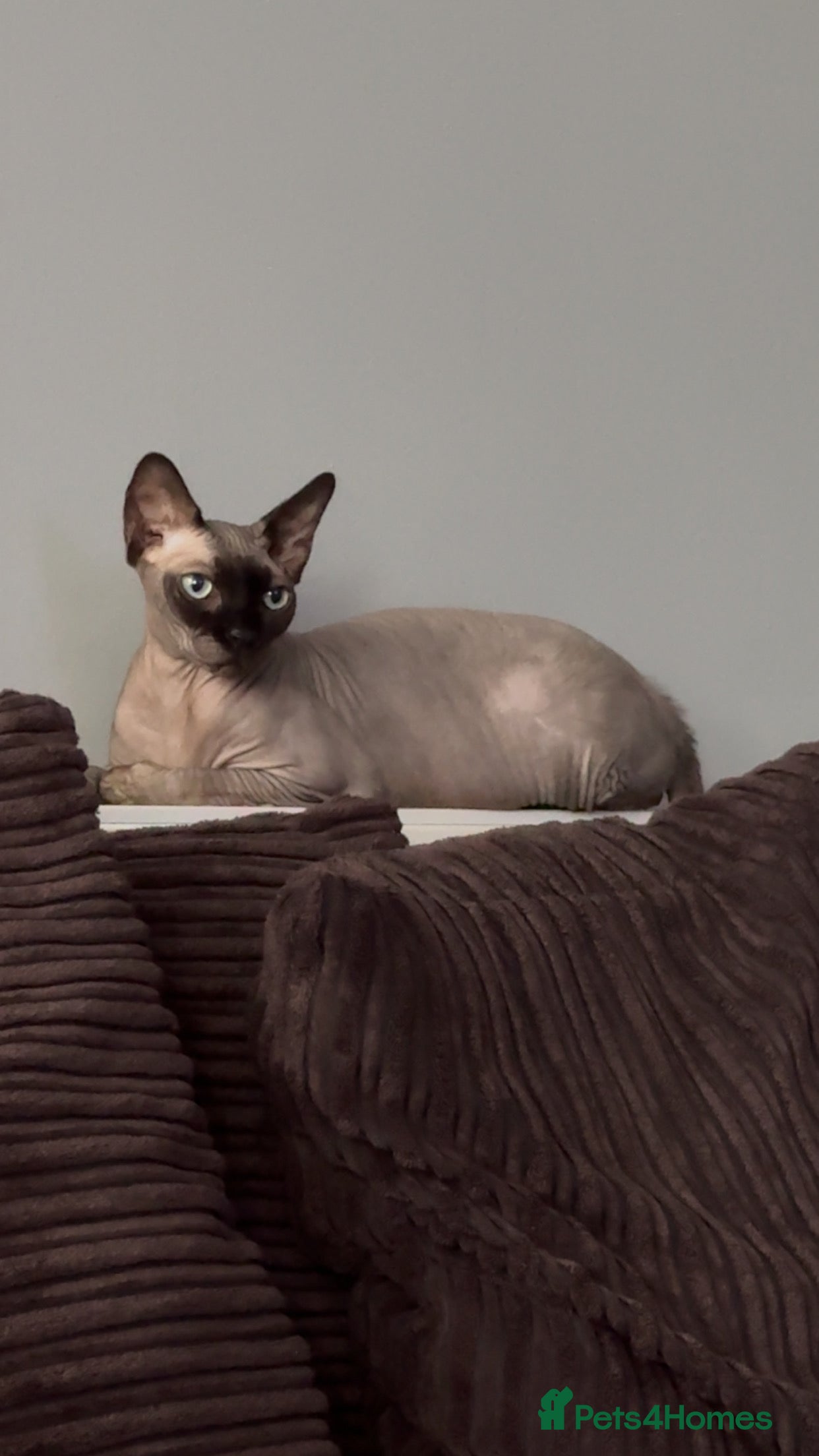 Sphynx cats New home for Khepri - Advert 2