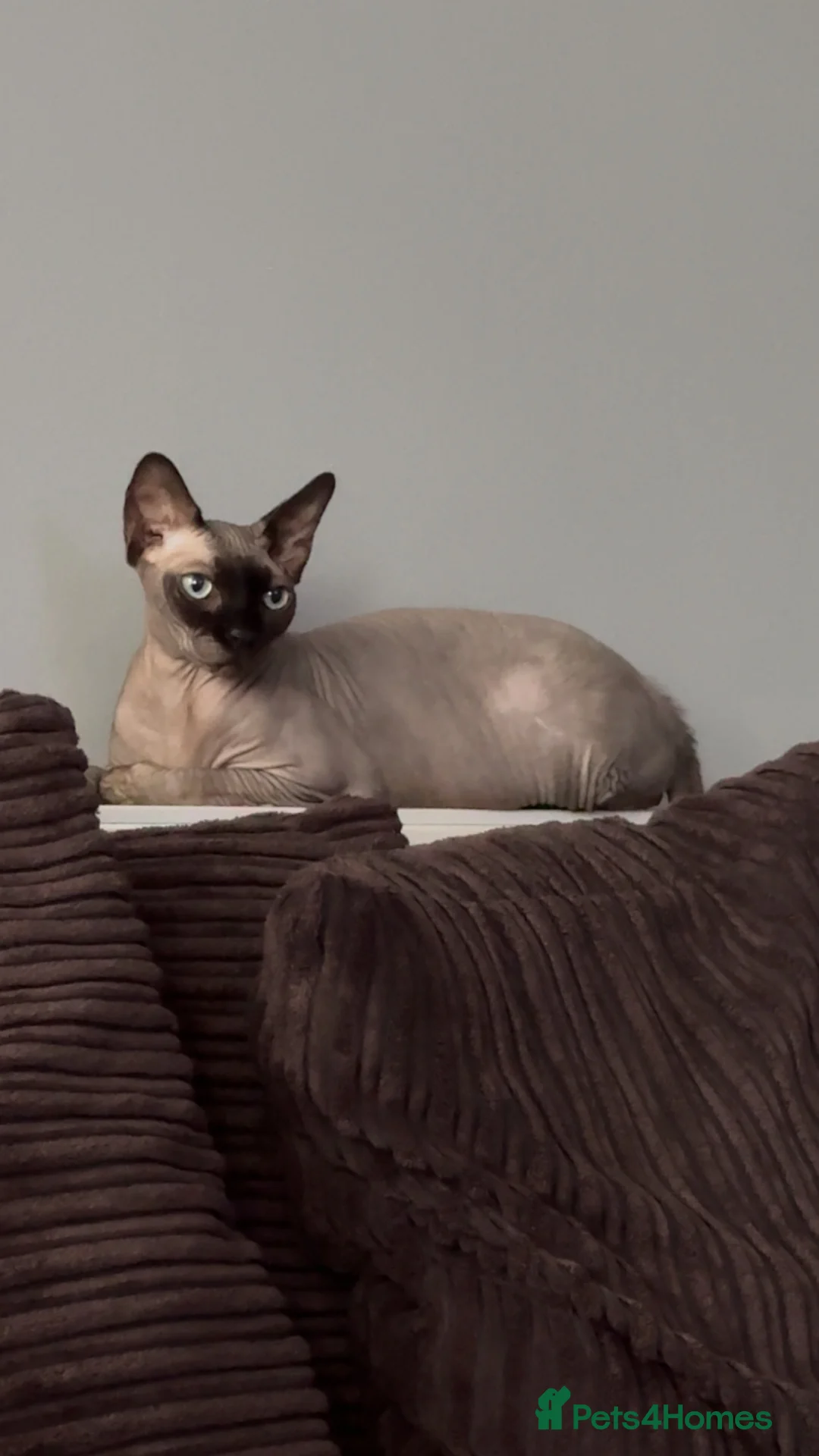 Sphynx cats for sale: New home for Khepri - Advert 1