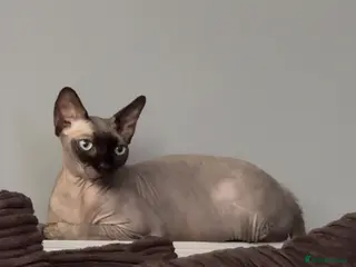 Sphynx cats New home for Khepri - Advert 2