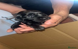 Sprocker dogs for sale: Beautiful Sprocker puppy - Image 1