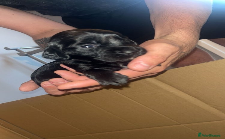 Sprocker dogs - Advert 1