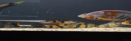 Cichlids fish for sale: South American cichlid's  in Sheffield - Advert 9
