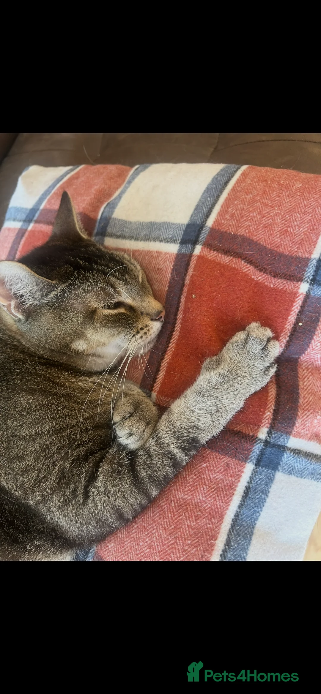 Mixed Breed cats for sale: Home urgently needed for my beautiful boy - Advert 5