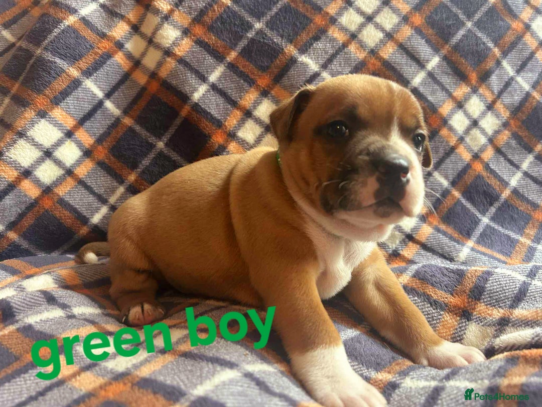 Staffordshire Bull Terrier dogs for sale: Red little one ❤️ - Image 6