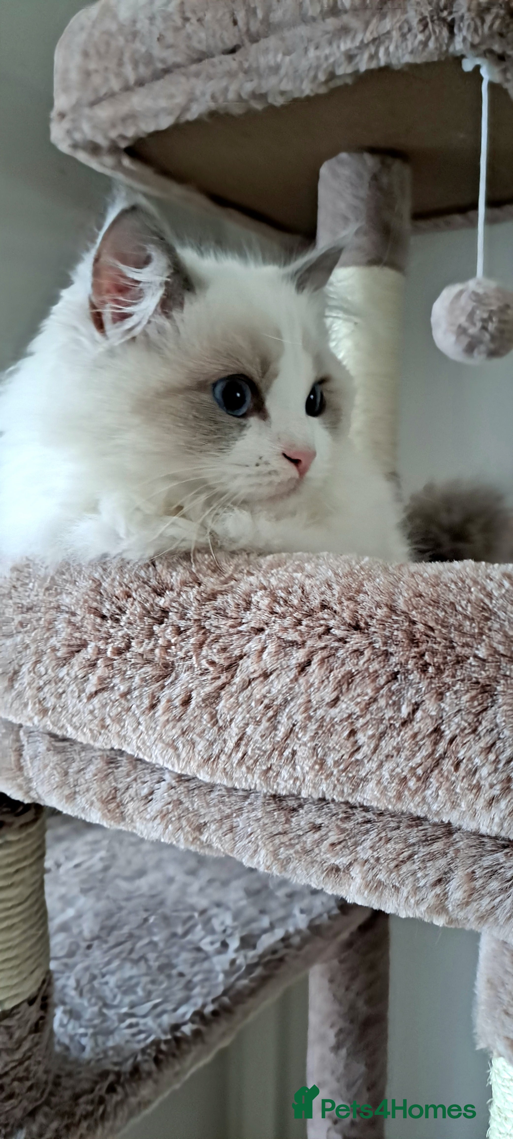 Ragdoll cats Pure Breed GCCF REG beautiful kittens - Advert 9