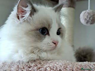 Ragdoll cats Pure Breed GCCF REG beautiful kittens - Advert 14