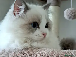 Ragdoll cats Pure Breed GCCF REG beautiful kittens - Advert 17