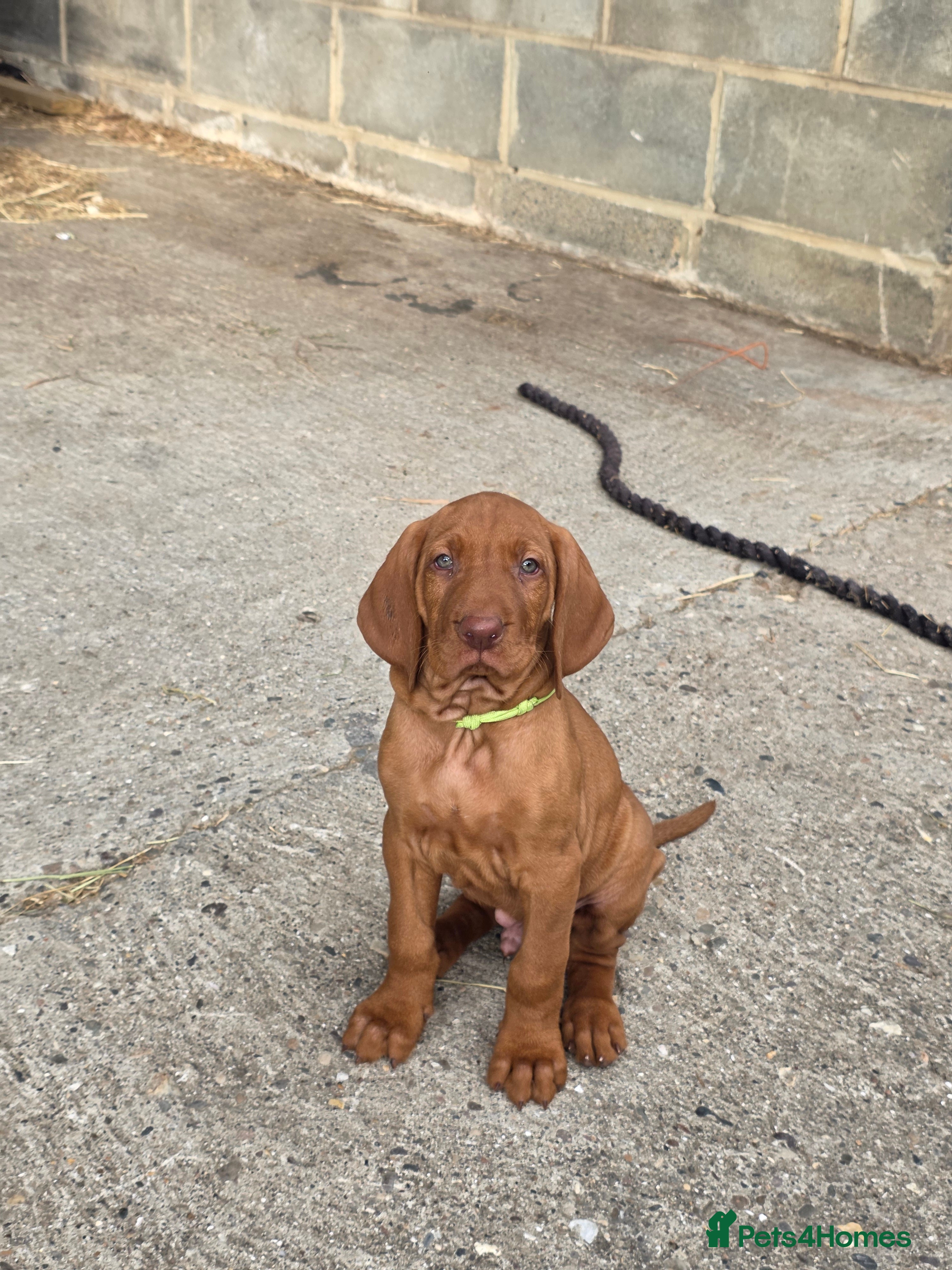 Hungarian Vizsla dogs KC registered Hungarian vizsla pups - Advert 2