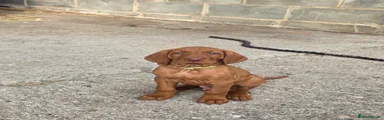 Hungarian Vizsla 1