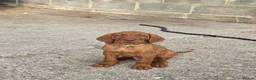 Hungarian Vizsla dogs for sale: KC registered Hungarian vizsla pups - Advert 2