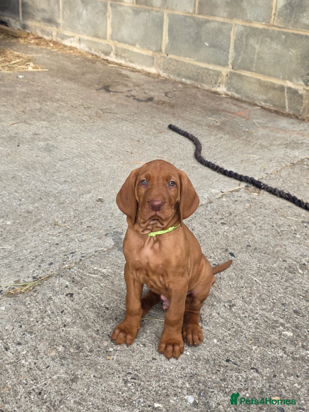Hungarian Vizsla dogs for sale: KC registered Hungarian vizsla pups - Advert 2