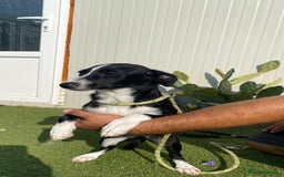 Mixed Breed dogs for adoption: Meet LUNA, a Lovely Puppy Girl - for a Loving Home - Image 1