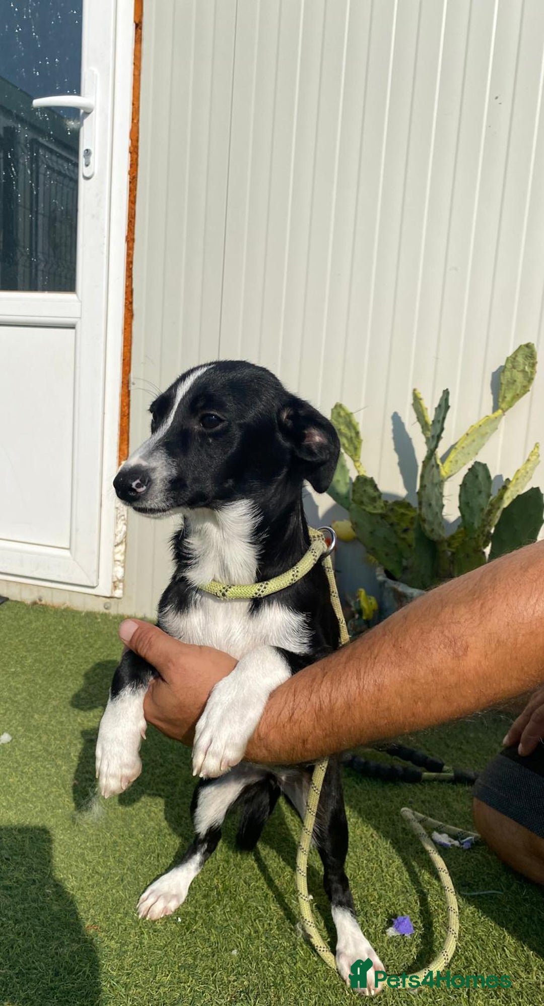 Mixed Breed dogs for adoption: Meet LUNA, a Lovely Puppy Girl - for a Loving Home - Image 1