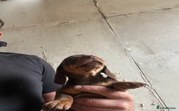 Dachshund dogs for sale: Miniature dachshund - Image 3