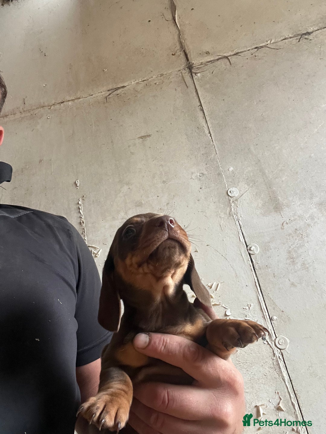 Dachshund dogs for sale: Miniature dachshund - Image 3
