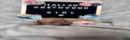 Italian Greyhound dogs for sale: Outstanding Italian Greyhound Puppies - Advert 11