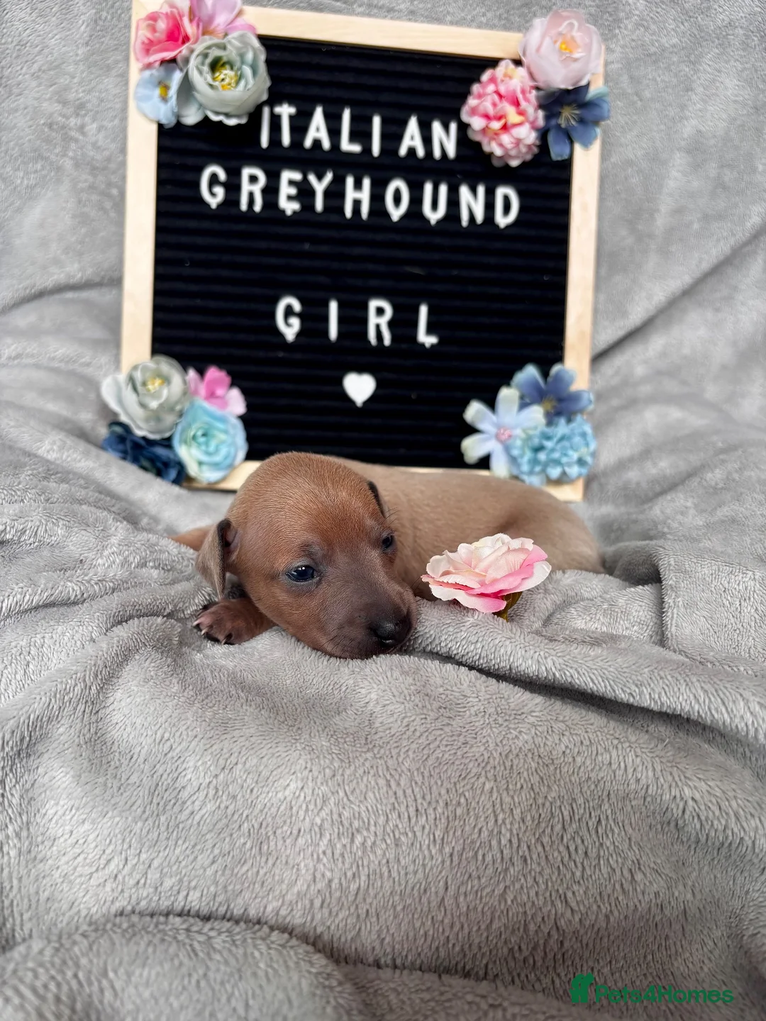 Italian Greyhound dogs for sale: Outstanding Italian Greyhound Puppies - Advert 11