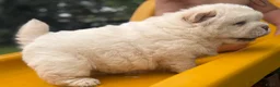 Chow Chow dogs for sale: Platinum chow chow  - Advert 13