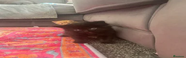 Fluff
