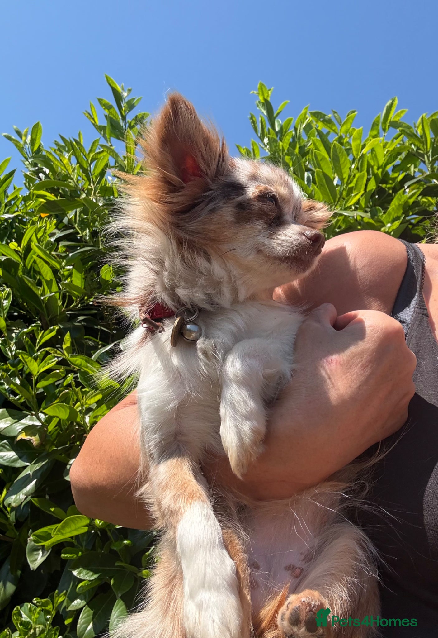 Chihuahua dogs Long coat Merle Chihuahua pups  - Advert 12