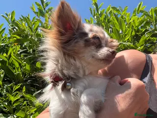 Chihuahua dogs Long coat Merle Chihuahua pups - Advert 1