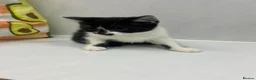 Mixed Breed cats for sale: Half Russian blu - Advert 8