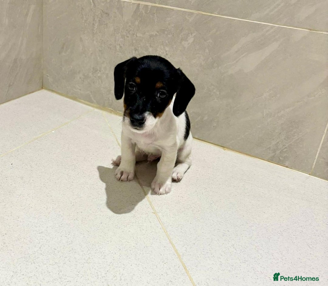 Dachshund dogs for sale: Dachshund Puppies - Image 11