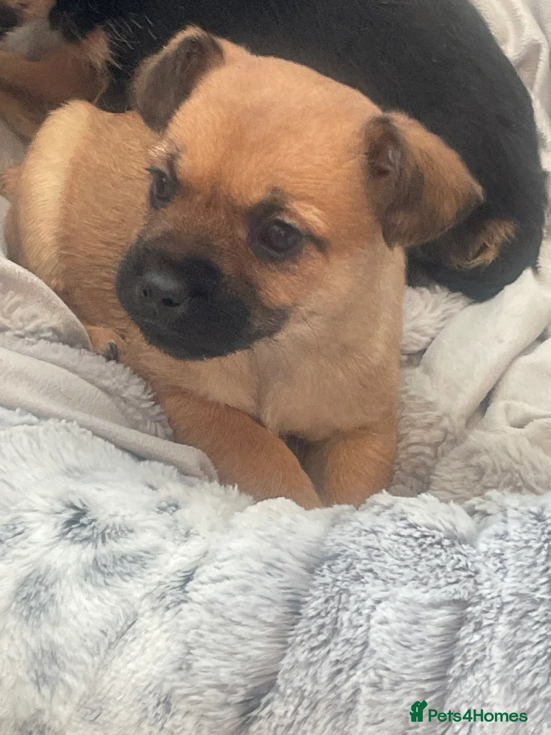 Mixed Breed dogs for sale: Adorable Frenchie-Poodle  **last male  - Advert 13