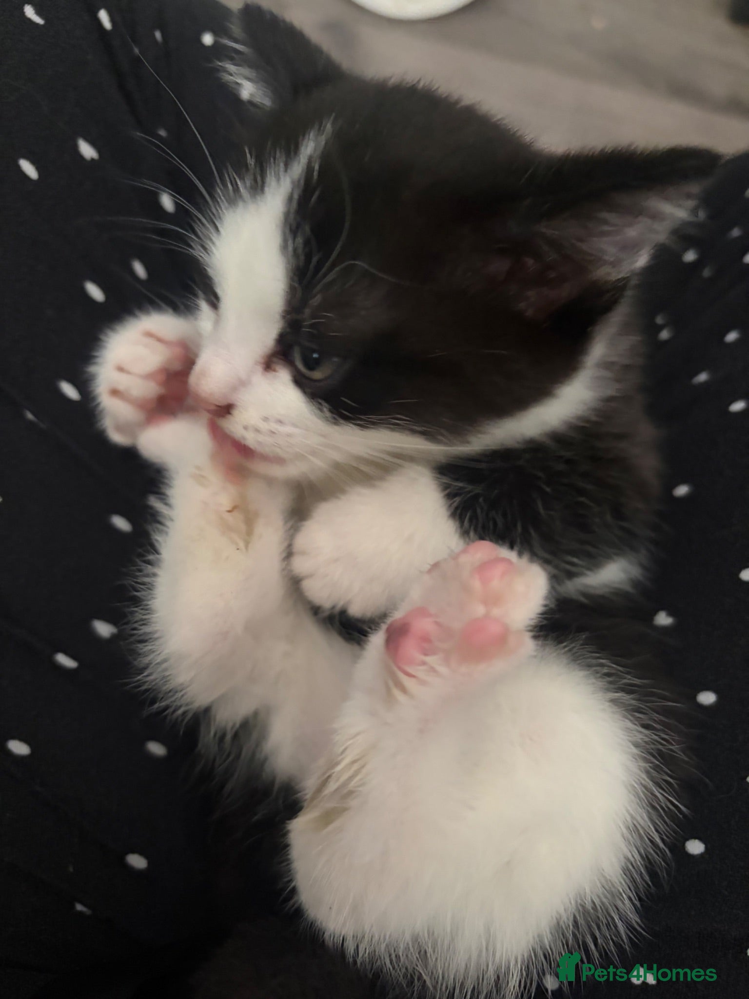 Mixed Breed cats Kittens - Advert 10
