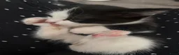 Mixed Breed cats for sale: Kittens - Advert 3