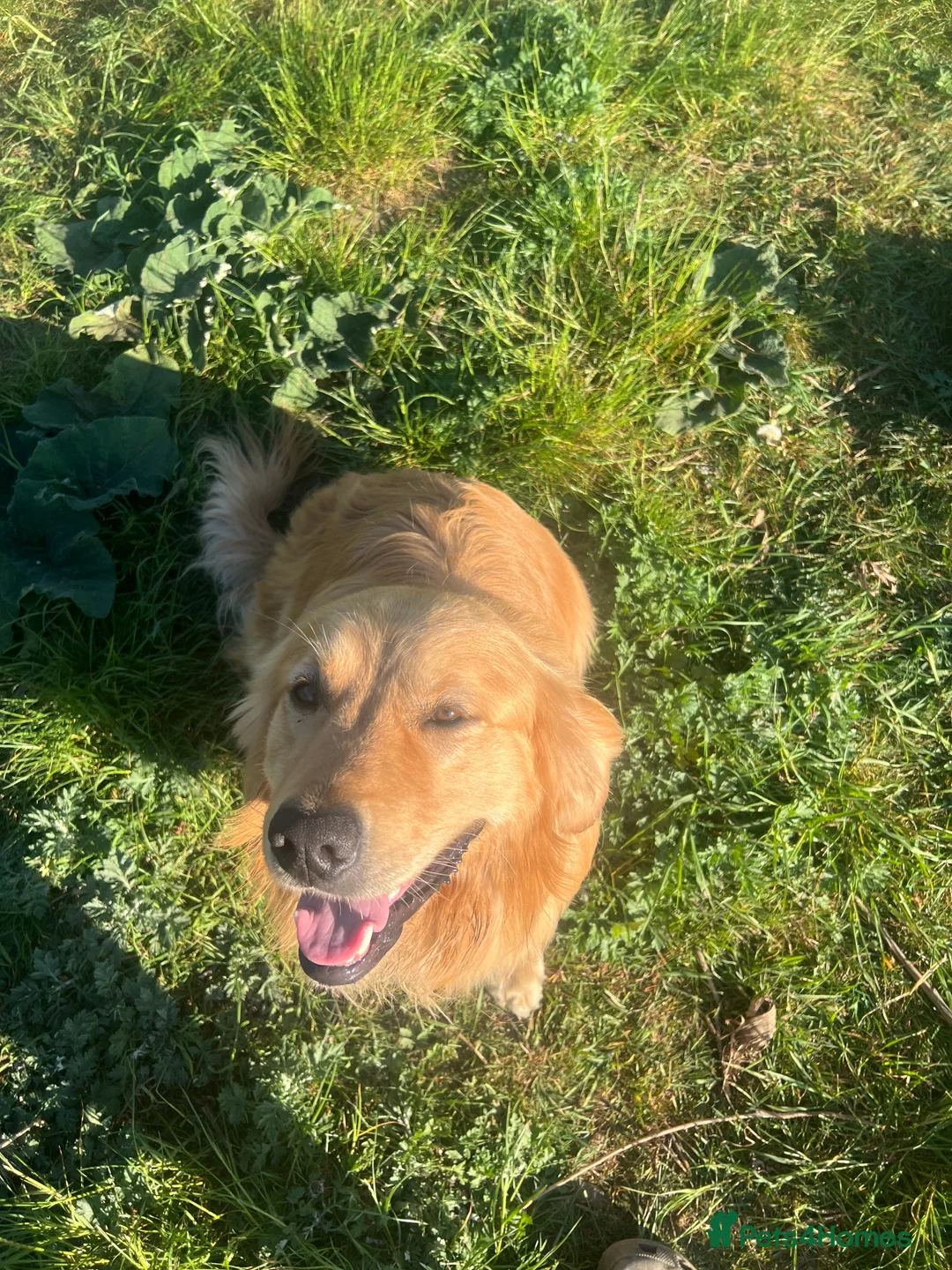 Golden Retriever dogs for stud: Golden retriever stud - Advert 7