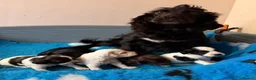Cockapoo dogs for sale: Coloured Cockapoo Puppies - Advert 11
