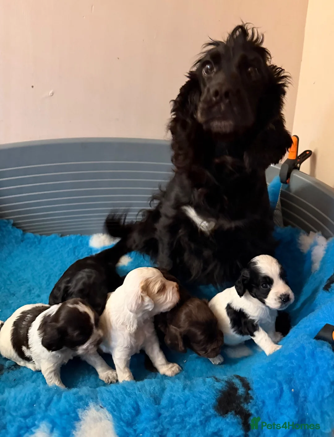 Cockapoo dogs for sale: Coloured Cockapoo Puppies - Advert 11
