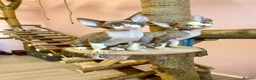 Devon Rex cats for sale: Beautiful pure Devon Rex kittens  - Advert 2