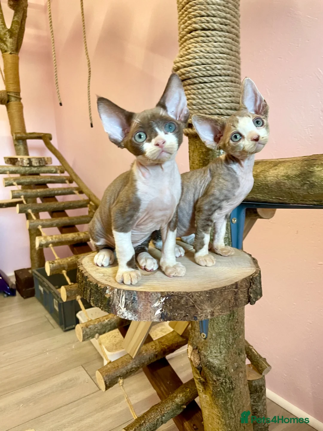 Devon Rex cats for sale: Beautiful pure Devon Rex kittens  - Advert 2