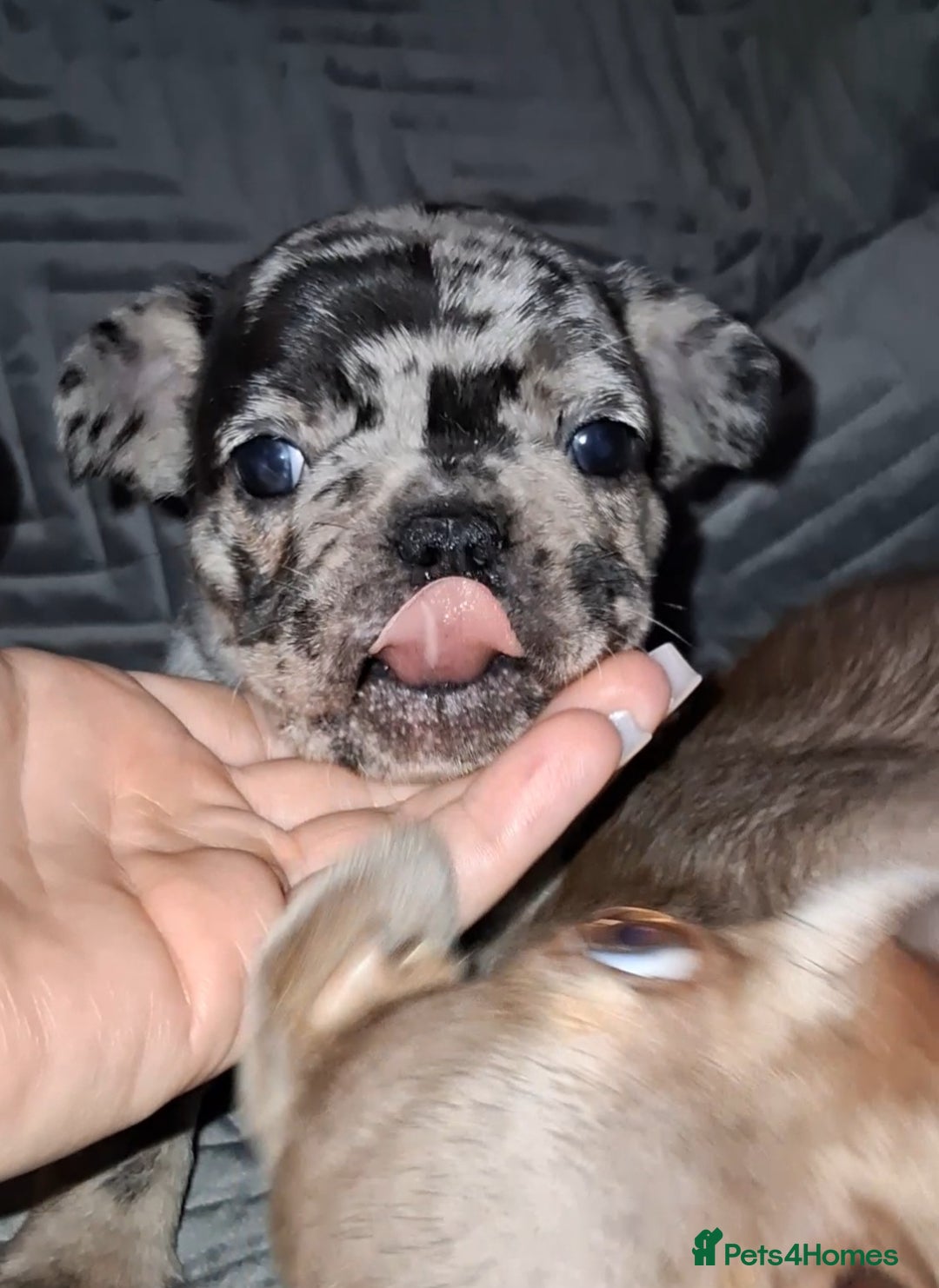 French Bulldog dogs for sale: 8 stunning french bulldogs - Advert 21