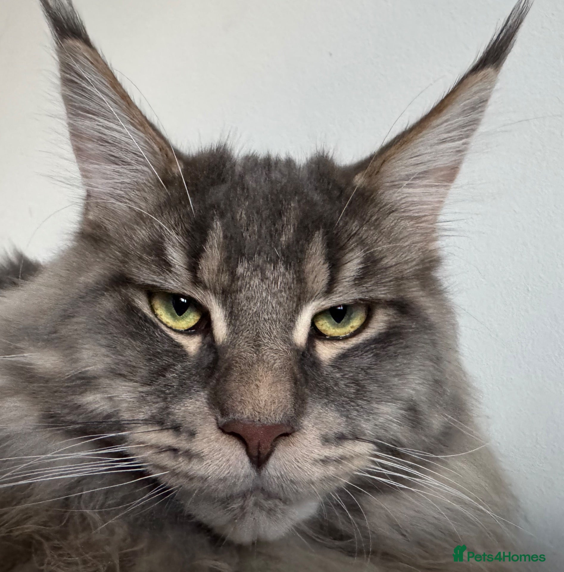 Maine Coon cats PURE MAINE COON AVAILABLE FOR STUD  - Advert 1