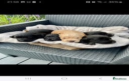 Sprocker dogs for sale: 5 beautiful sprocker puppies ✨️  - Image 2