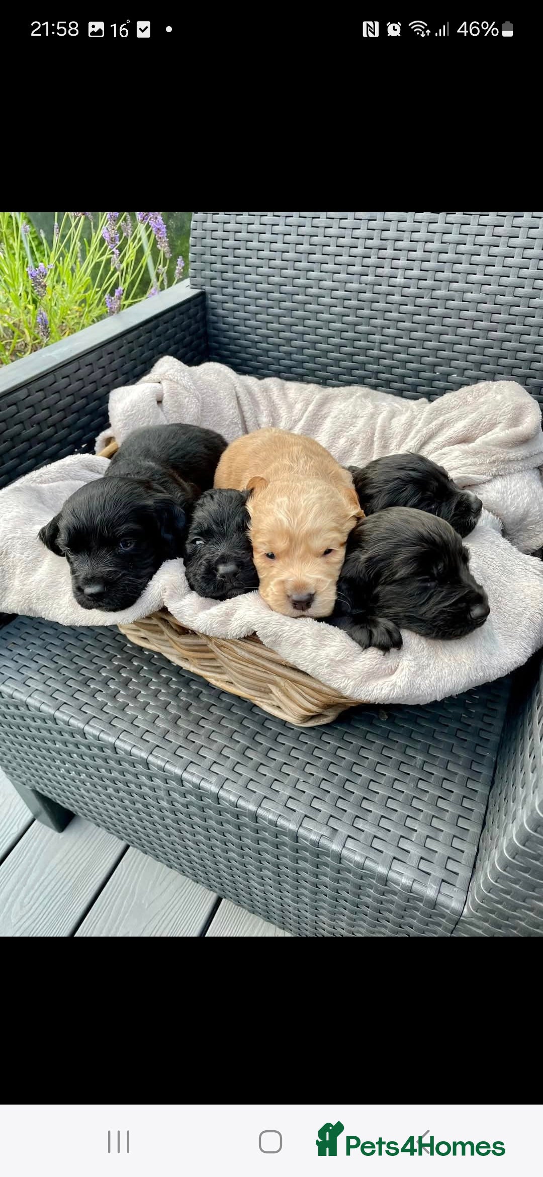 Sprocker dogs for sale: 5 beautiful sprocker puppies ✨️  - Image 2