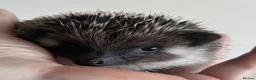 Pygmy Hedgehog rodents for sale: African Pygmy Hedgehog Ethnical breeding mixed - Advert 3