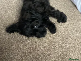 Cavapoo dogs Stunning cavapoo pups - Advert 13