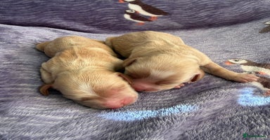 Cocker Spaniel dogs - Advert 1