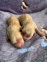 Cocker Spaniel dogs - Advert 4