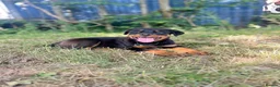 Rottweiler dogs for sale: Last Boy Rottweiler Puppy For Sale - Advert 2