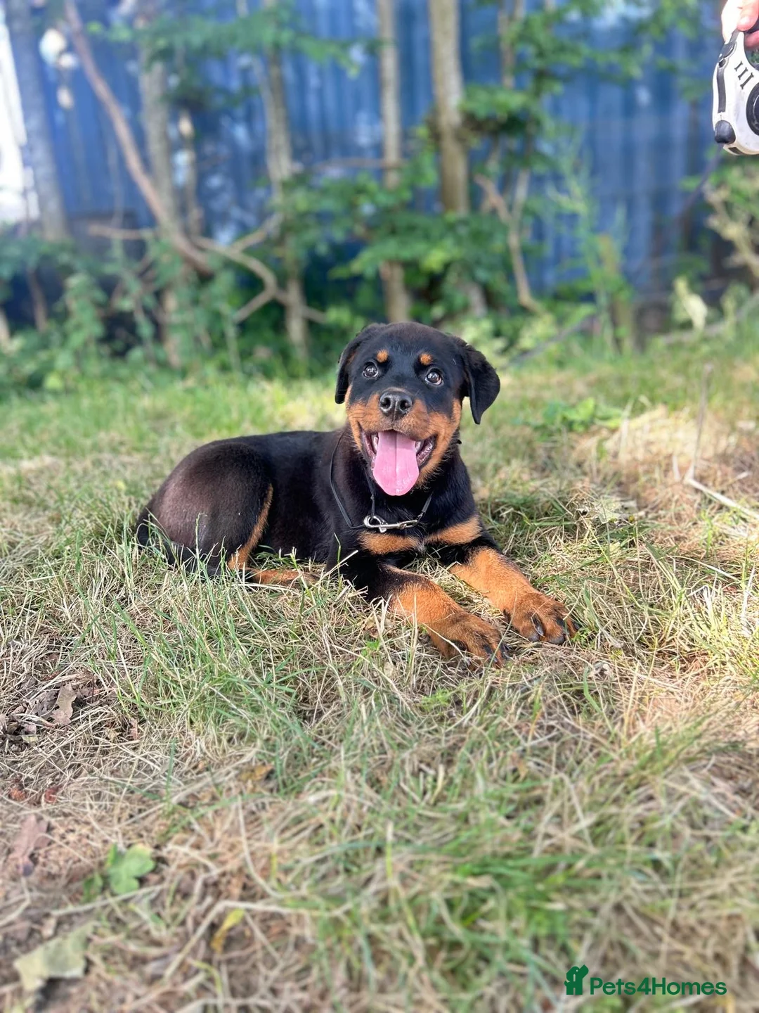 Rottweiler dogs for sale: Last Boy Rottweiler Puppy For Sale - Advert 2