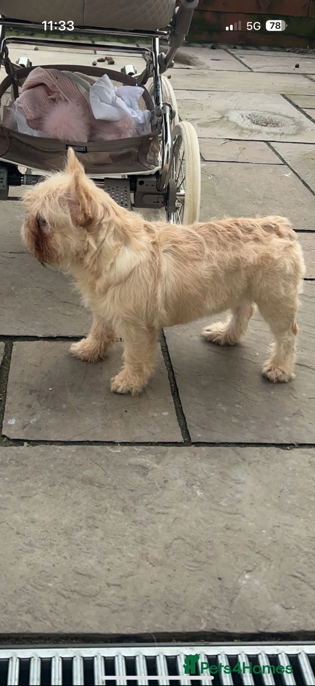 French Bulldog dogs for sale: Rehoming floodle French bulldog  in Newcastle upon Tyne - Advert 1