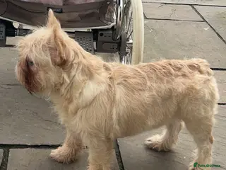 French Bulldog dogs Rehoming floodle French bulldog - Advert 1
